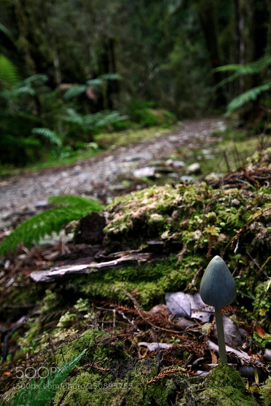 Canon EOS 400D (EOS Digital Rebel XTi / EOS Kiss Digital X) sample photo. New zealand's forest photography
