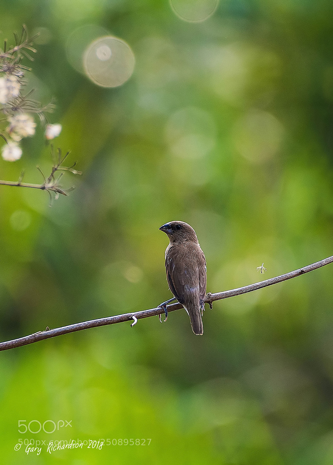 Nikon D500 sample photo. Scaly breasted munia thailand photography