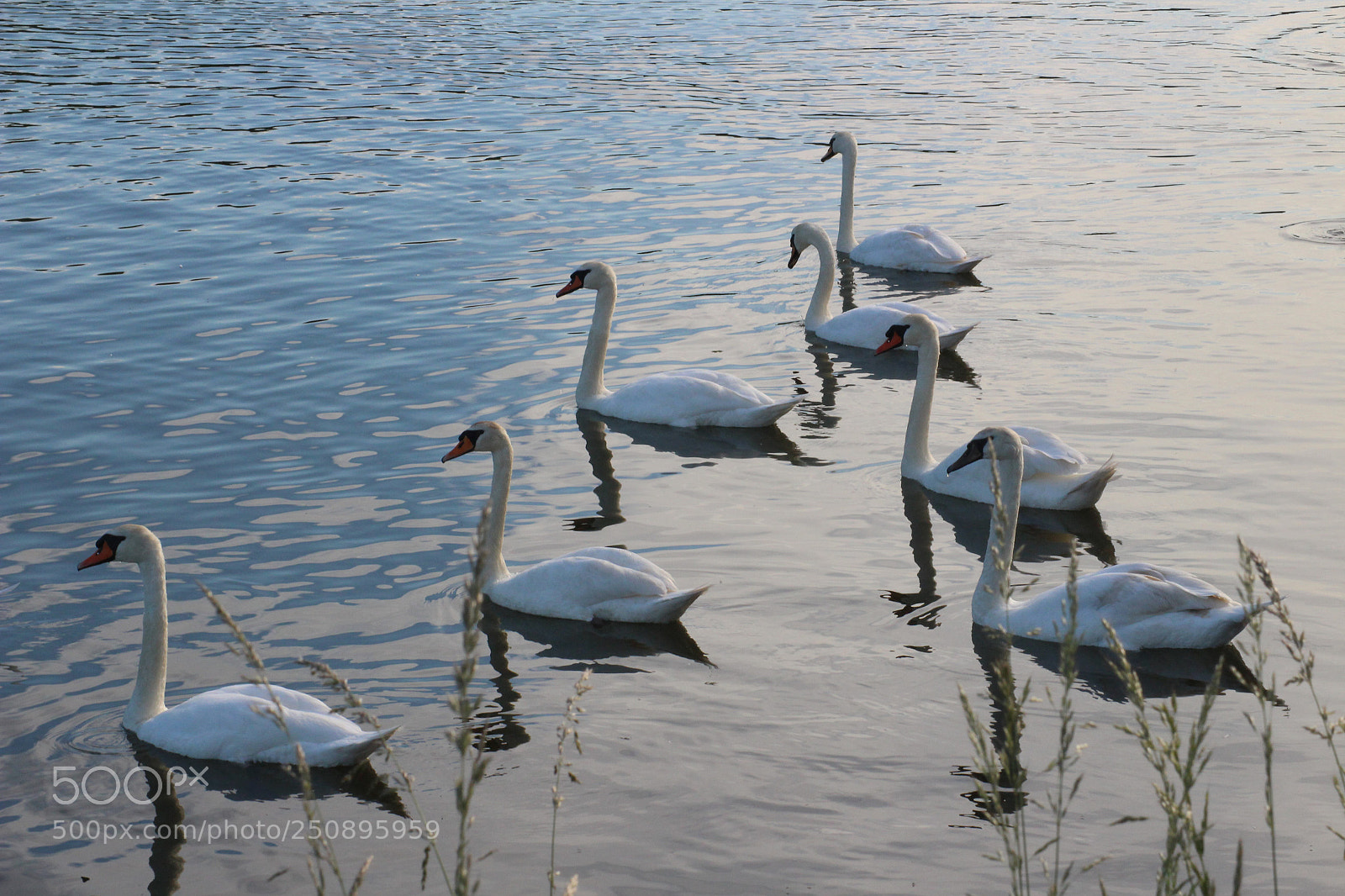 Canon EOS 100D (EOS Rebel SL1 / EOS Kiss X7) sample photo. Seven swans photography