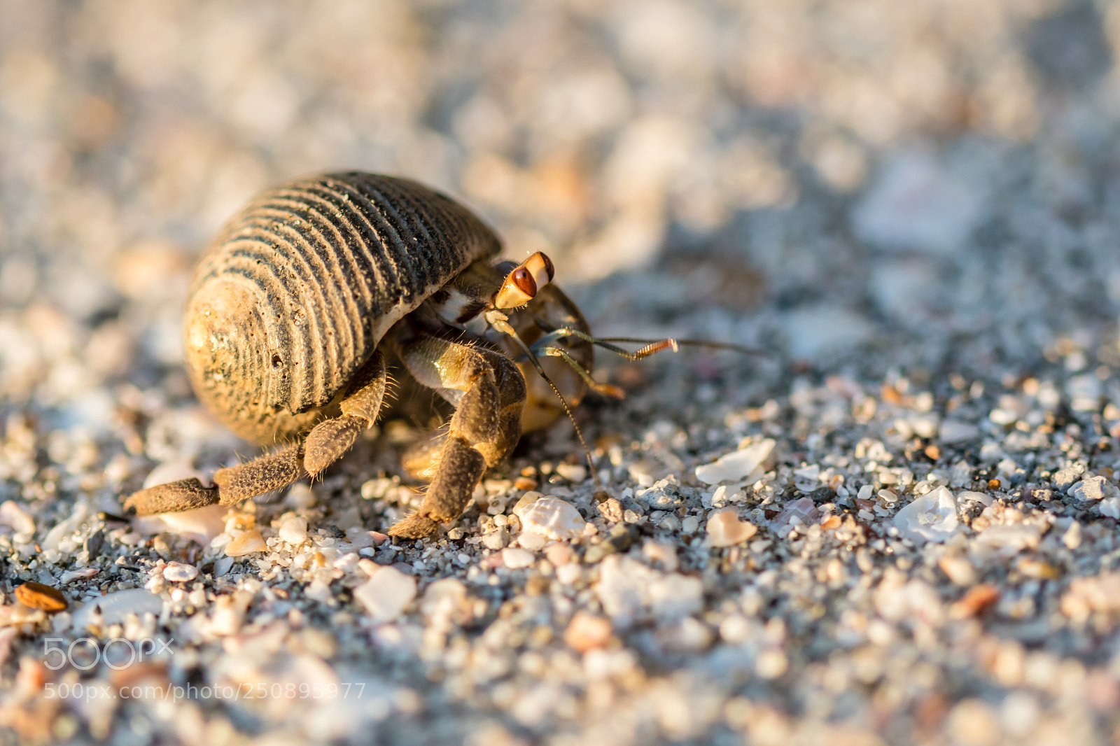 Nikon D500 sample photo. Macro en la playa photography