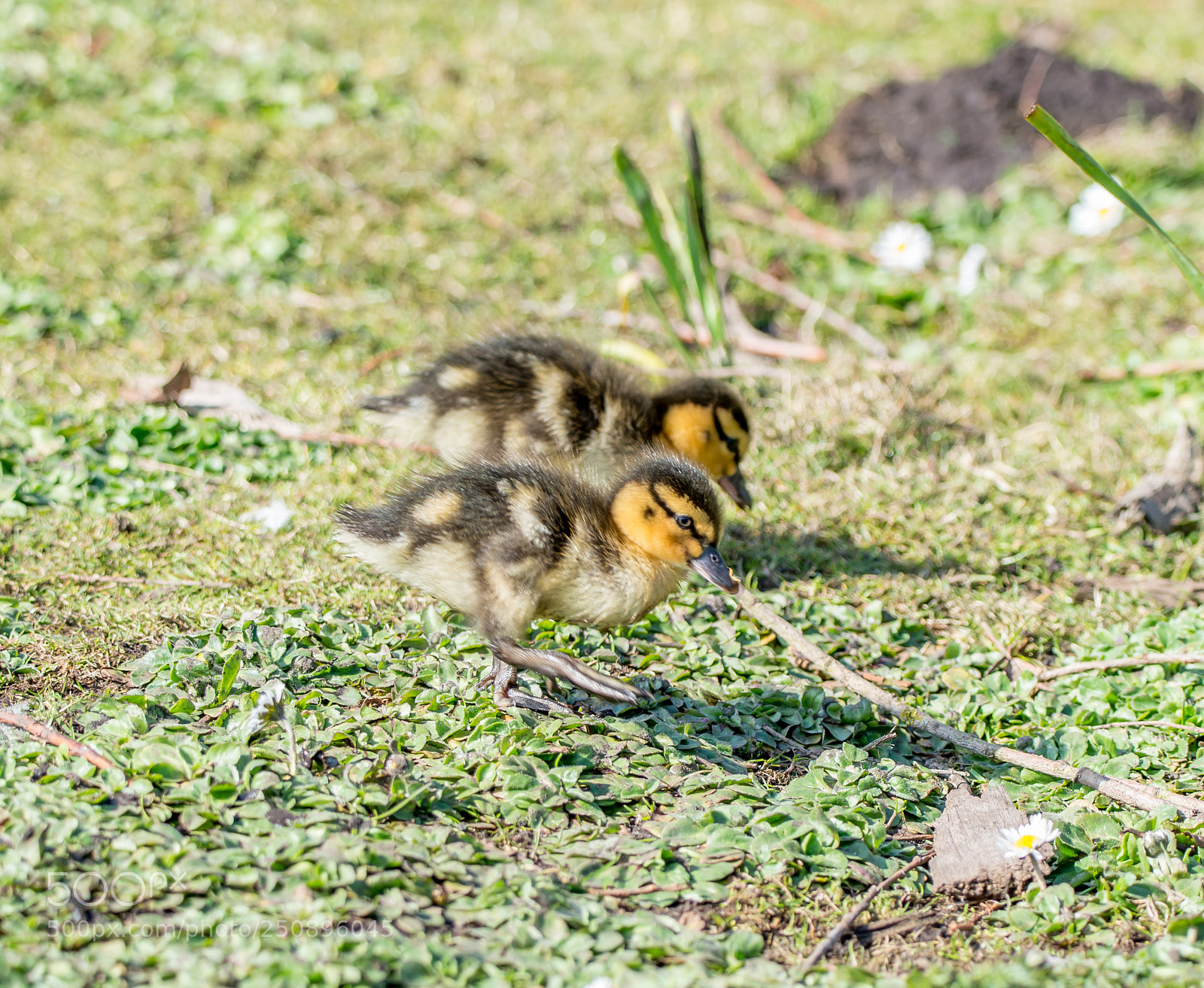 Nikon D800 sample photo. First ducklings of spring photography