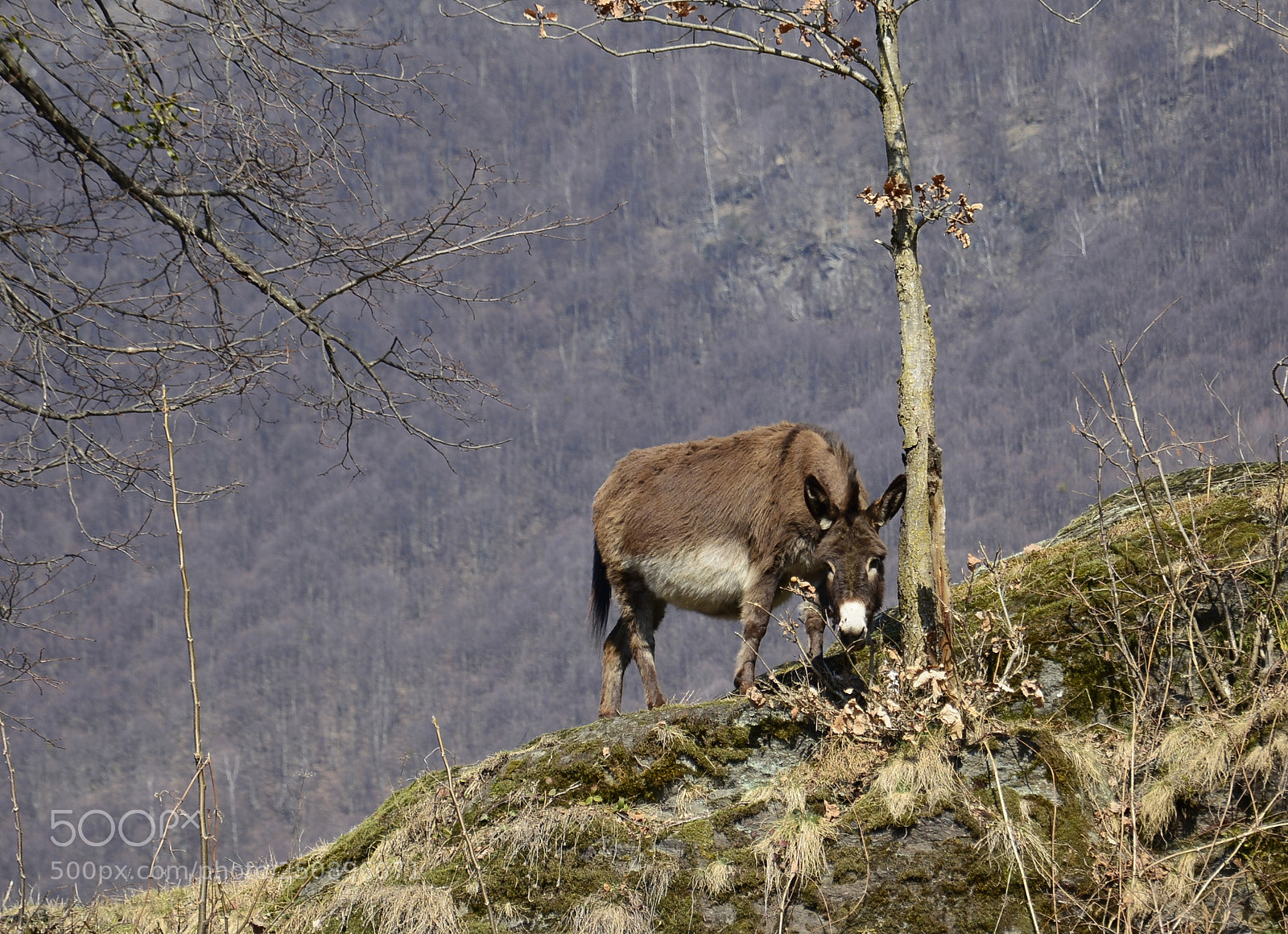 Nikon D7100 sample photo. Mr. donkey photography