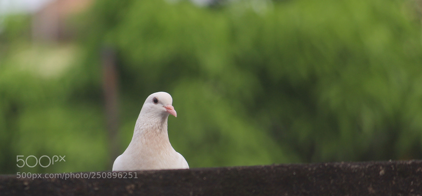 Canon EOS 600D (Rebel EOS T3i / EOS Kiss X5) sample photo. Untitled photography
