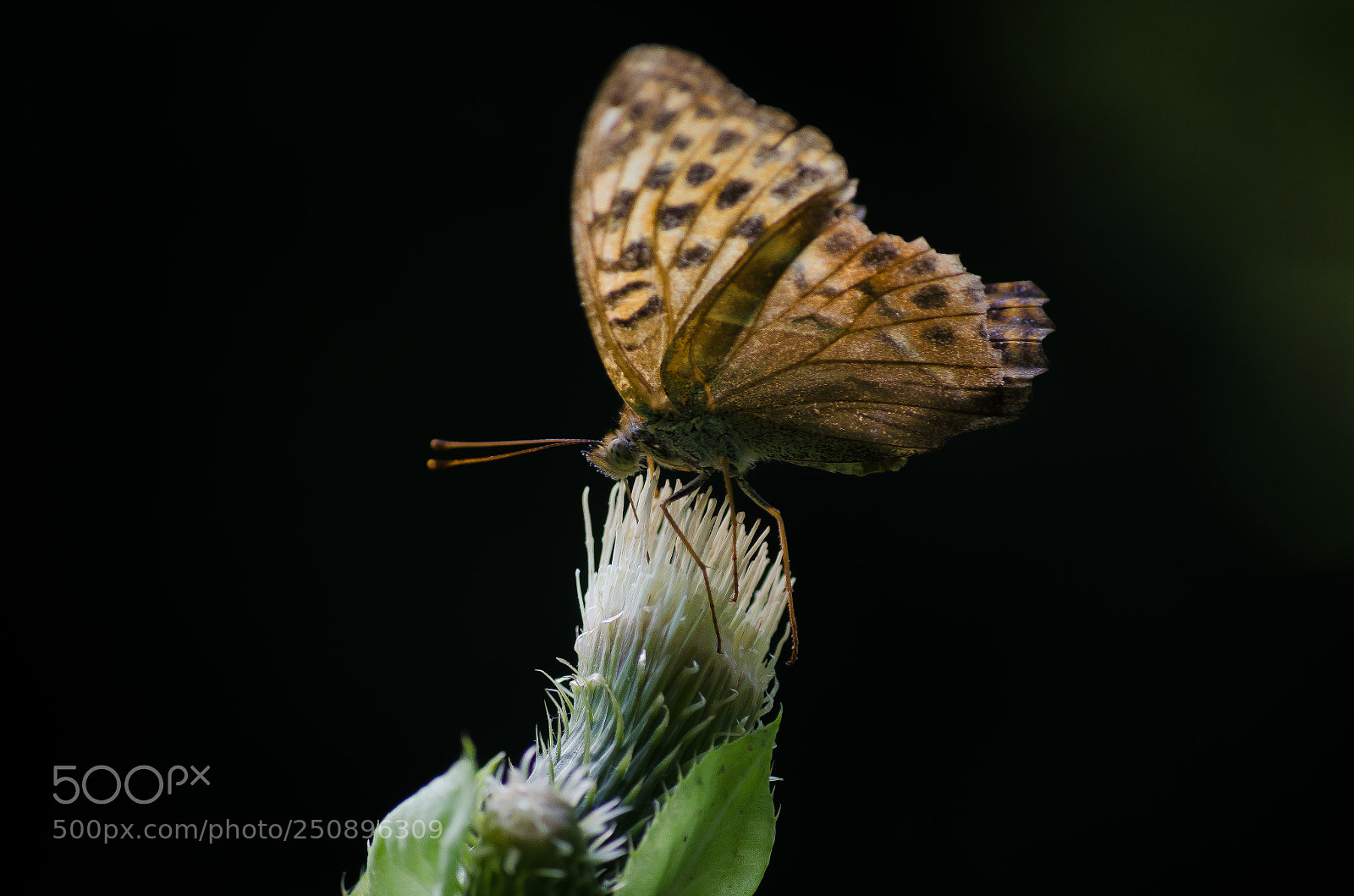 Nikon D5100 sample photo. Torn butterfly photography