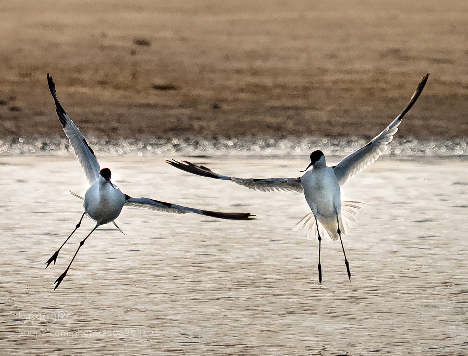 Canon EOS 70D sample photo. Flight of fancy. photography