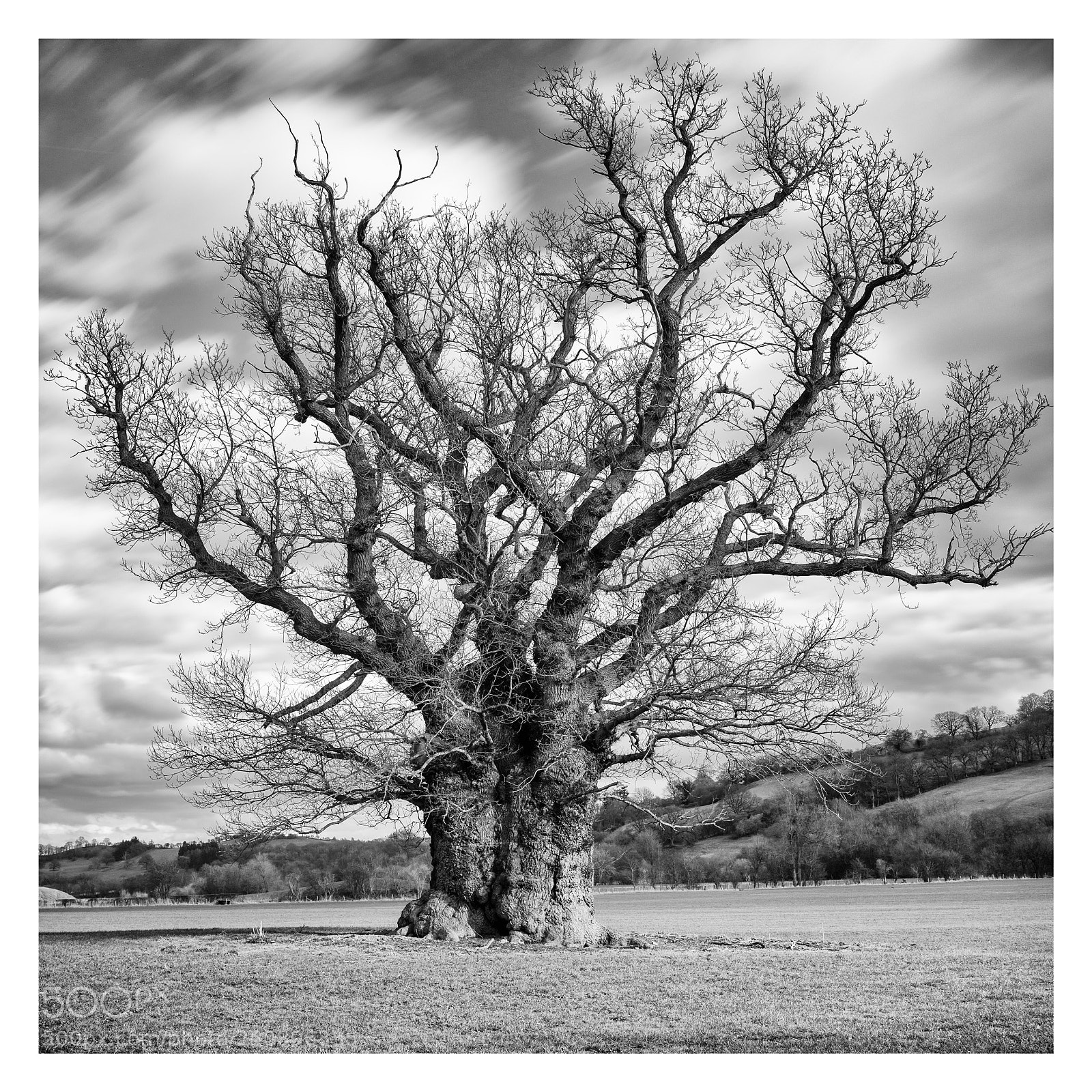 Nikon D800 sample photo. Grand old oak photography
