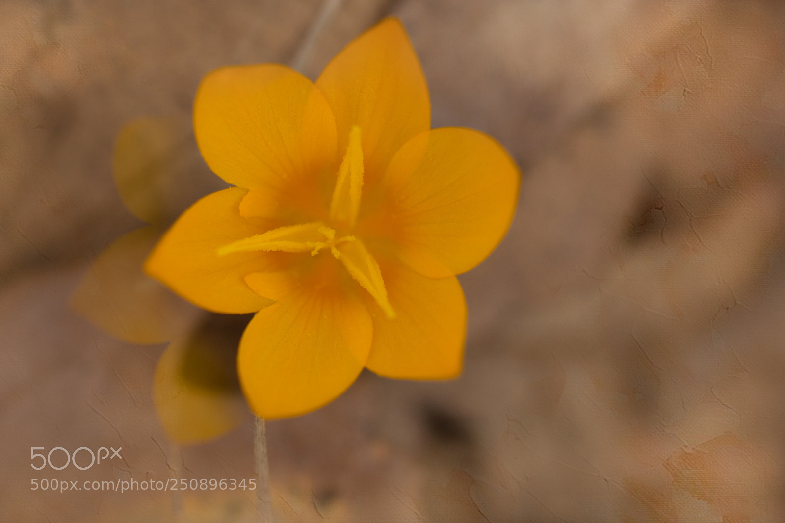 Canon EOS 60D sample photo. Dutch yellow crocus photography