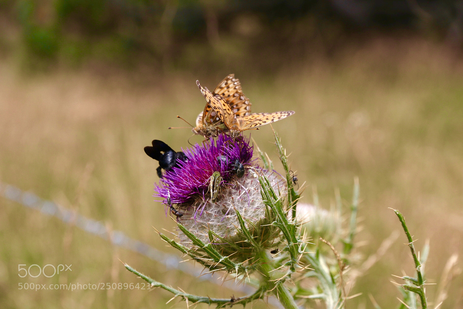 Canon EOS 70D sample photo. Papillon et chardon photography