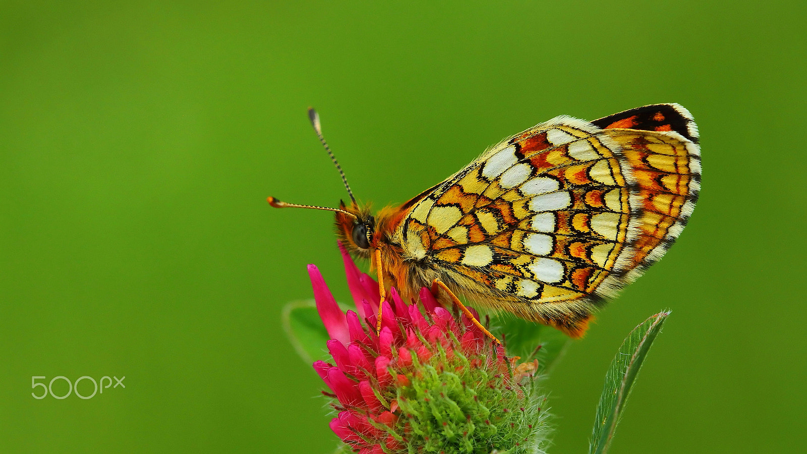Canon EF 100mm F2.8 Macro USM sample photo. Güzel amannisa / / melitaea aurelia photography