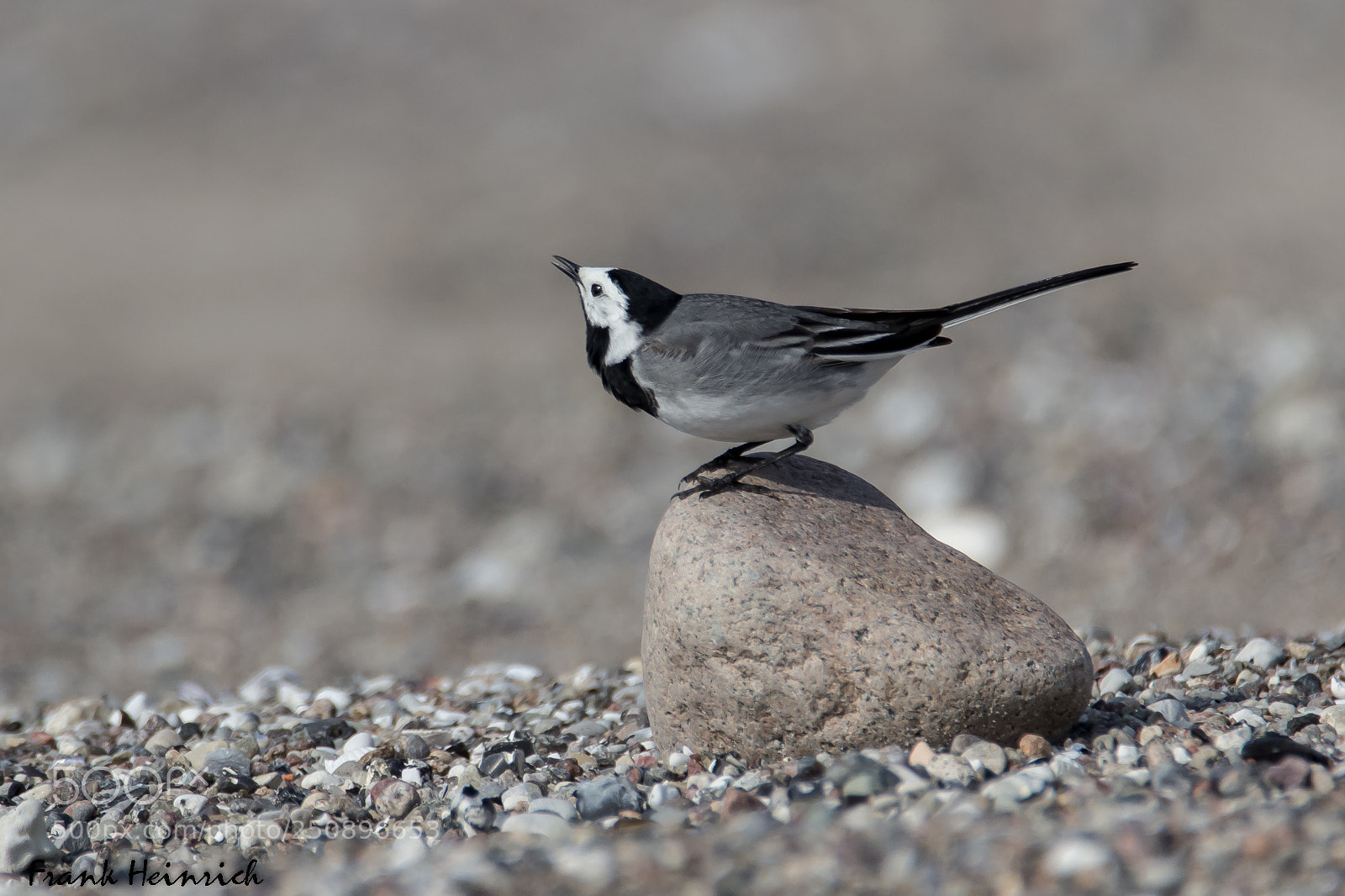Canon EOS 600D (Rebel EOS T3i / EOS Kiss X5) sample photo. Motacilla alba photography