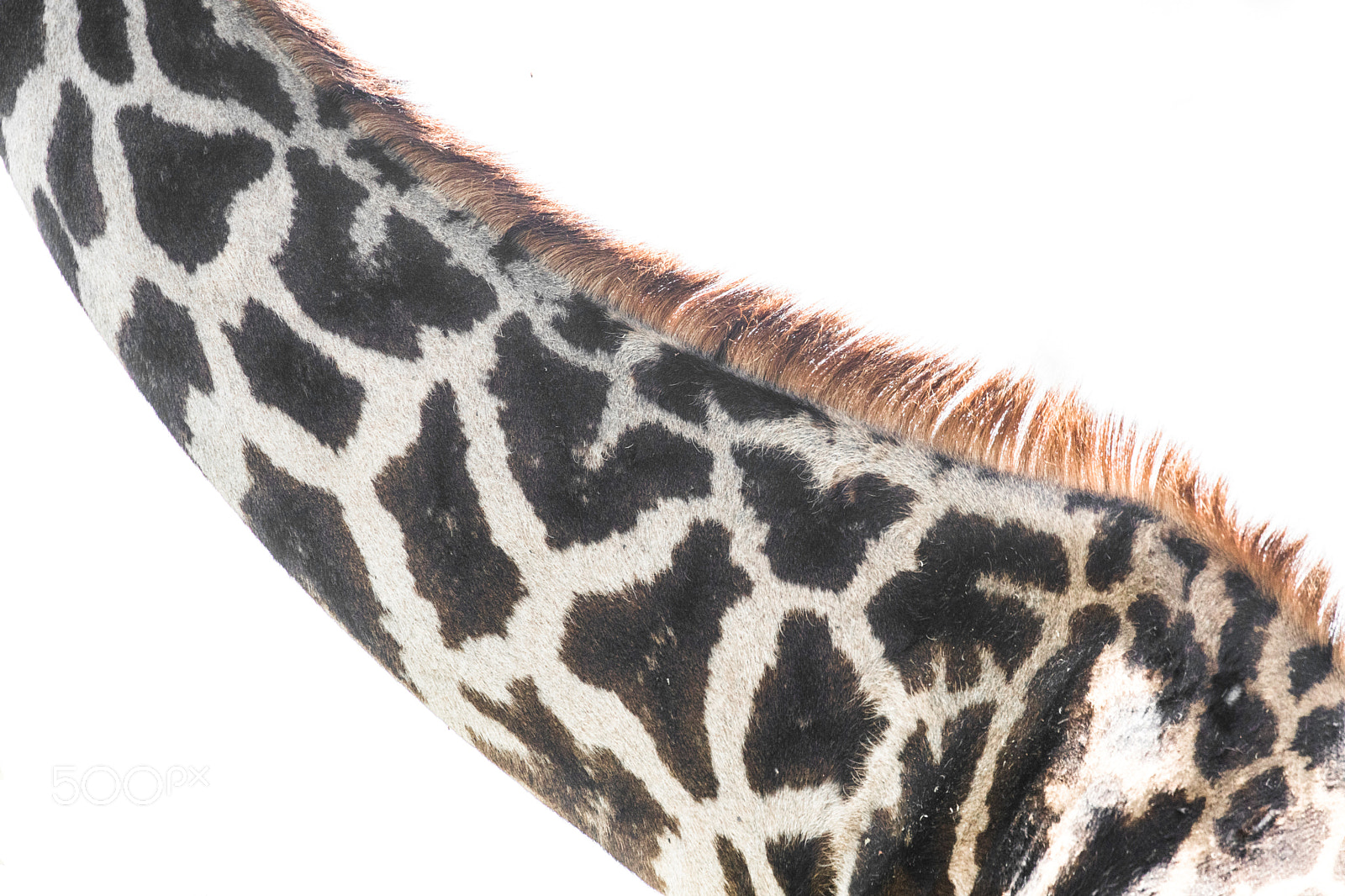 Canon EOS 5D Mark IV sample photo. Giraffe minimalism photography
