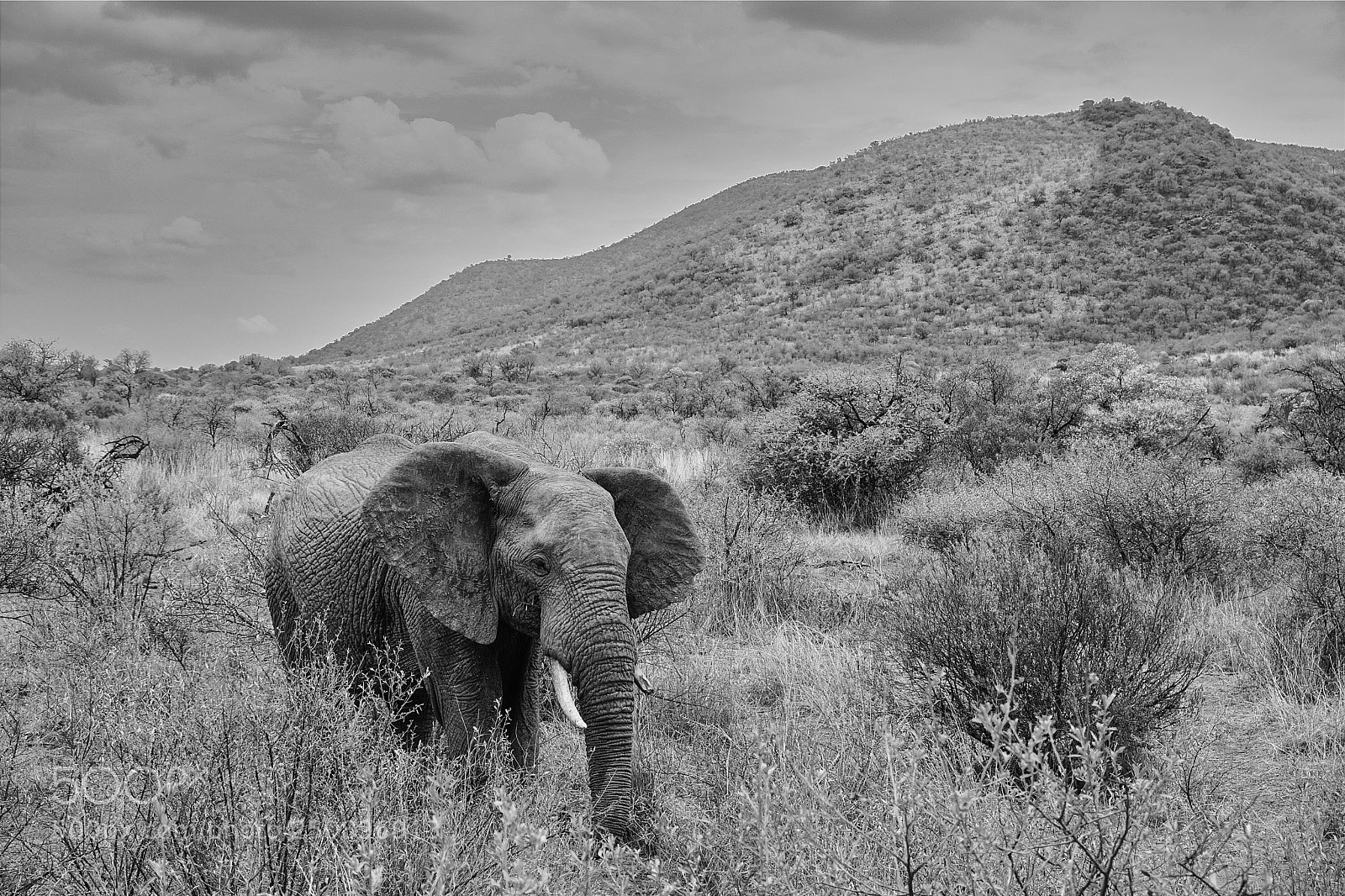 Sony a6000 sample photo. Elephant in pilanesberg national photography