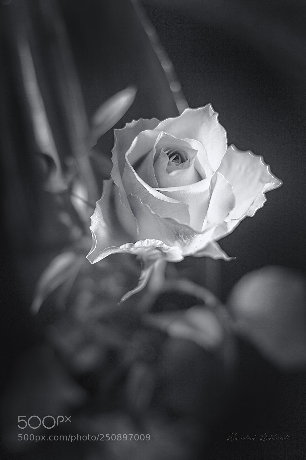 Nikon D3200 sample photo. White rose photography