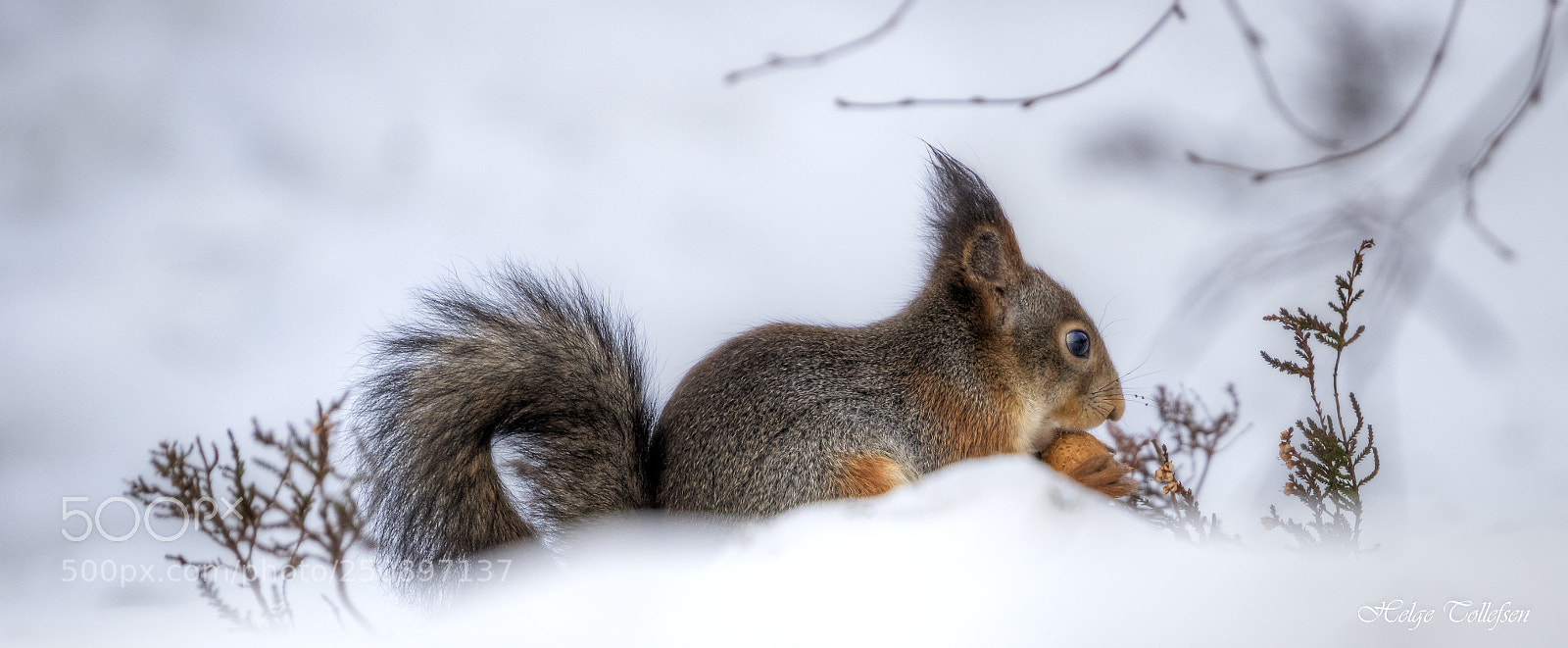 Canon EOS 7D Mark II sample photo. Squirrel photography