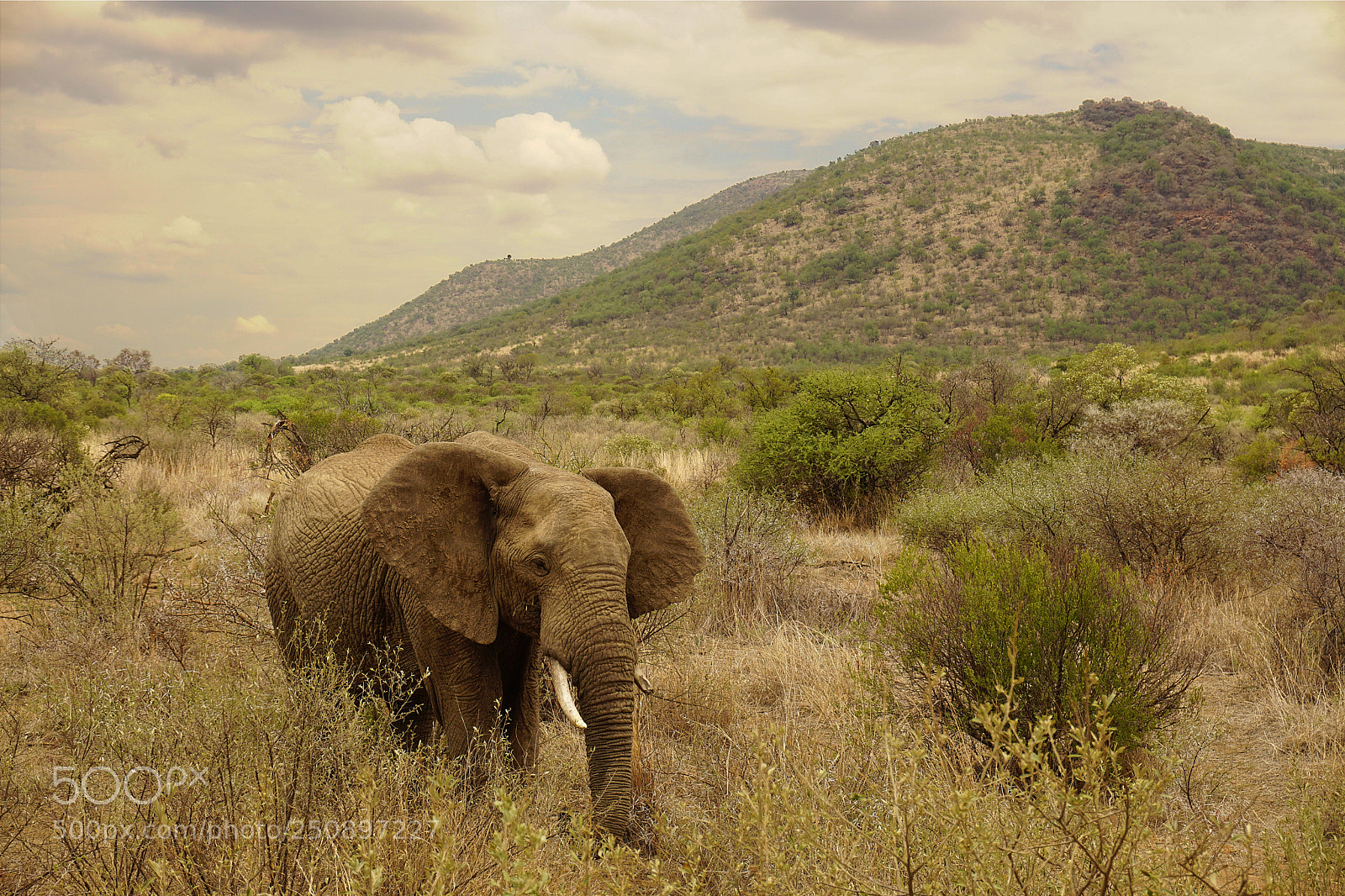 Sony a6000 sample photo. Elephant in pilanesberg national photography