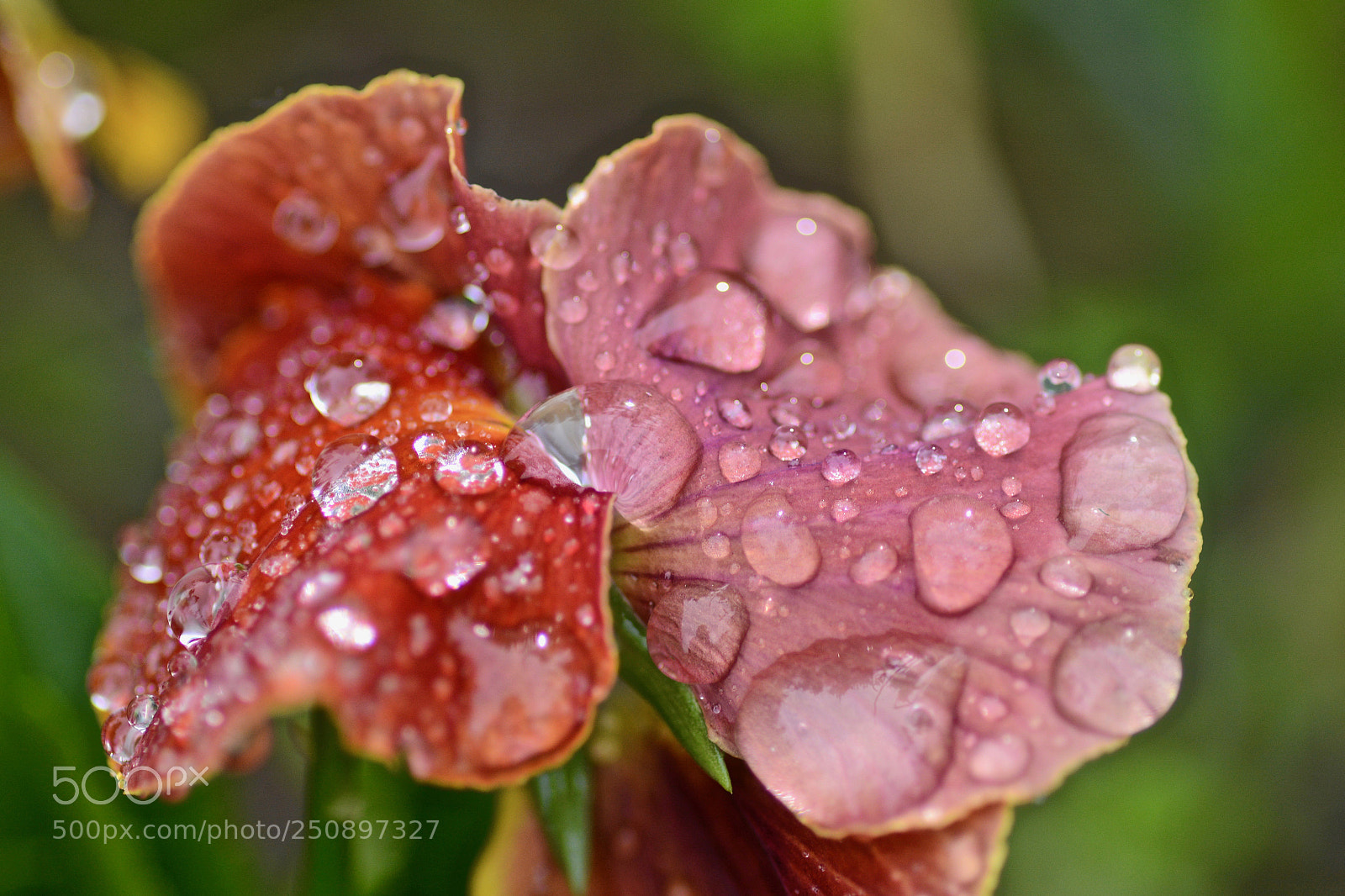 Nikon D7100 sample photo. Spring raindrops photography