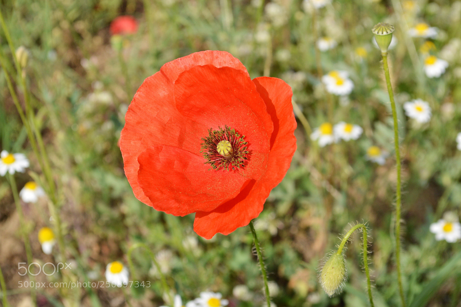 Nikon D3200 sample photo. Mak photography