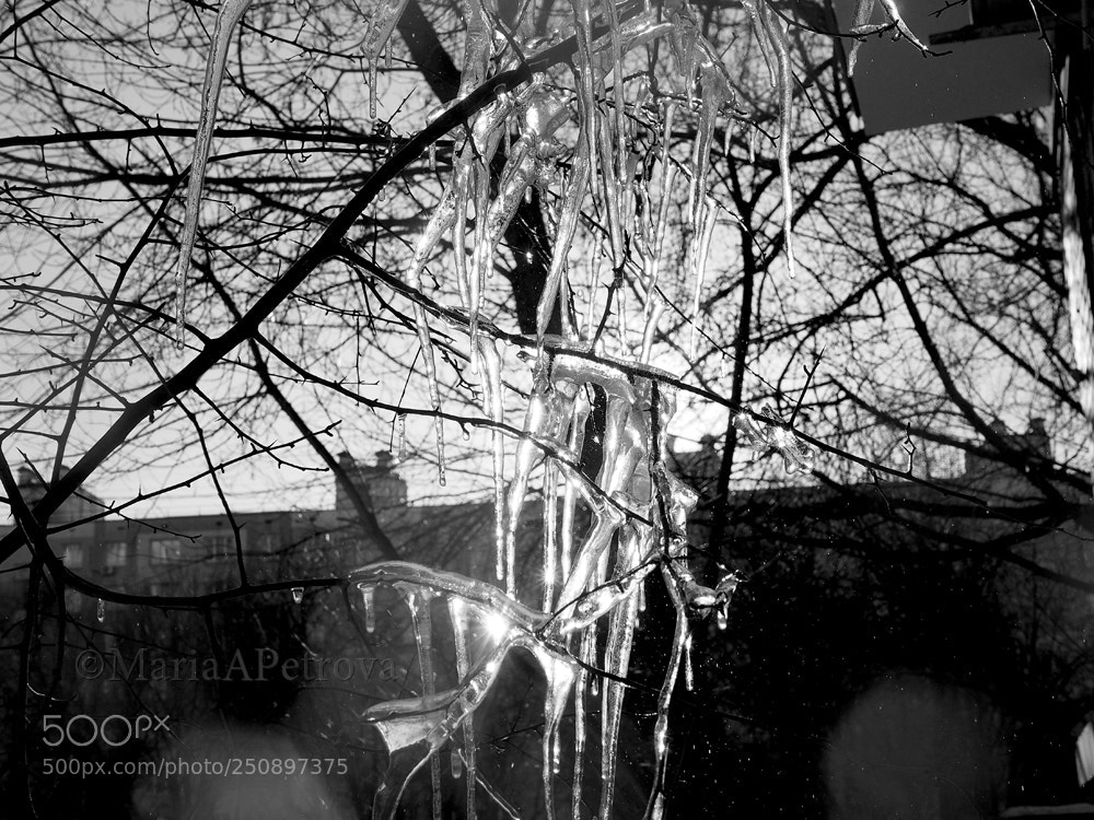 Olympus OM-D E-M5 II sample photo. Icicles ii photography