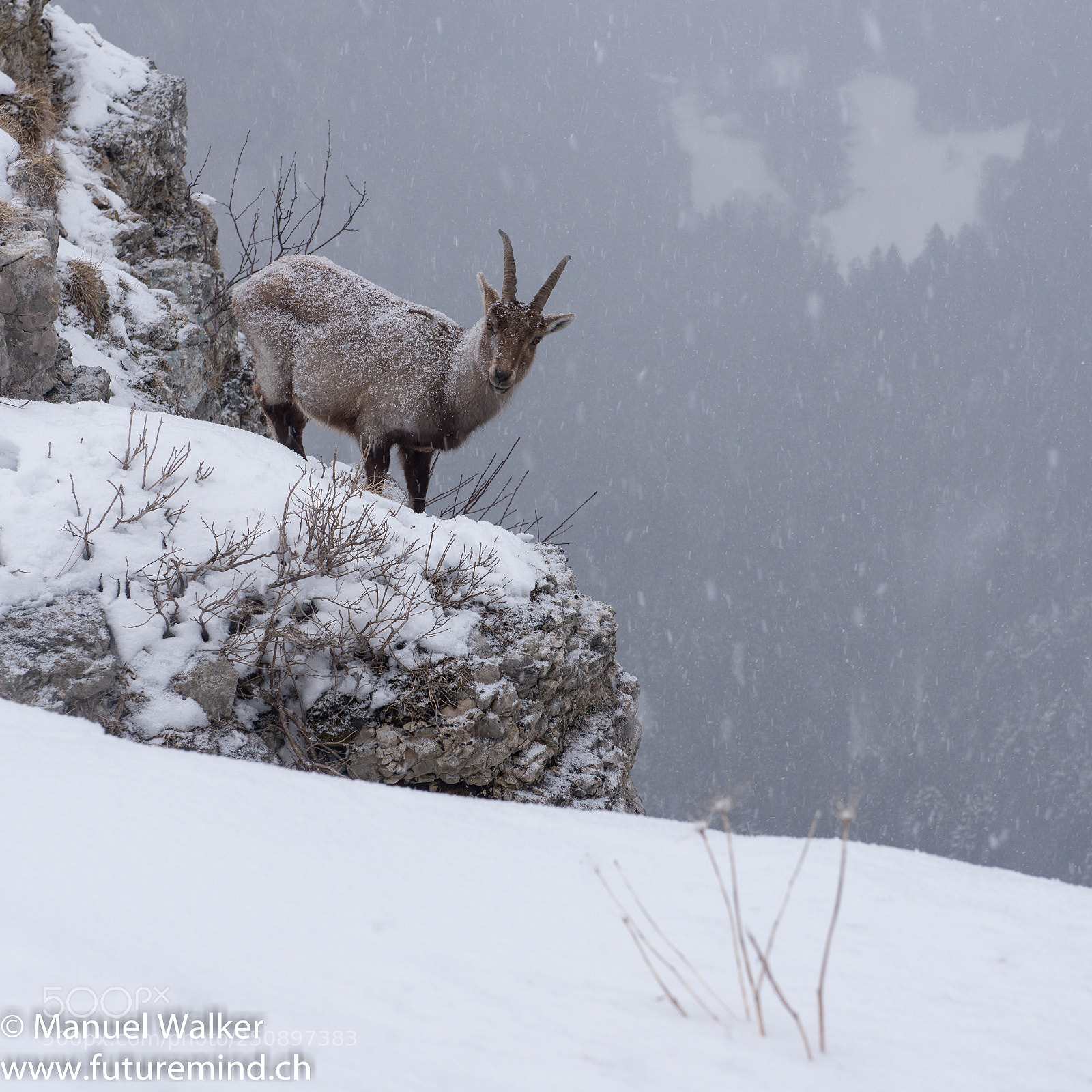 Nikon D800 sample photo. Ibex photography