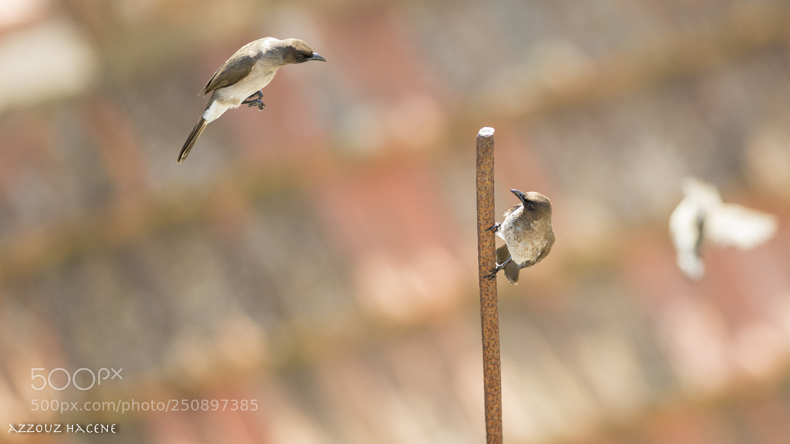 Nikon D800E sample photo. Bulbul des jardins photography