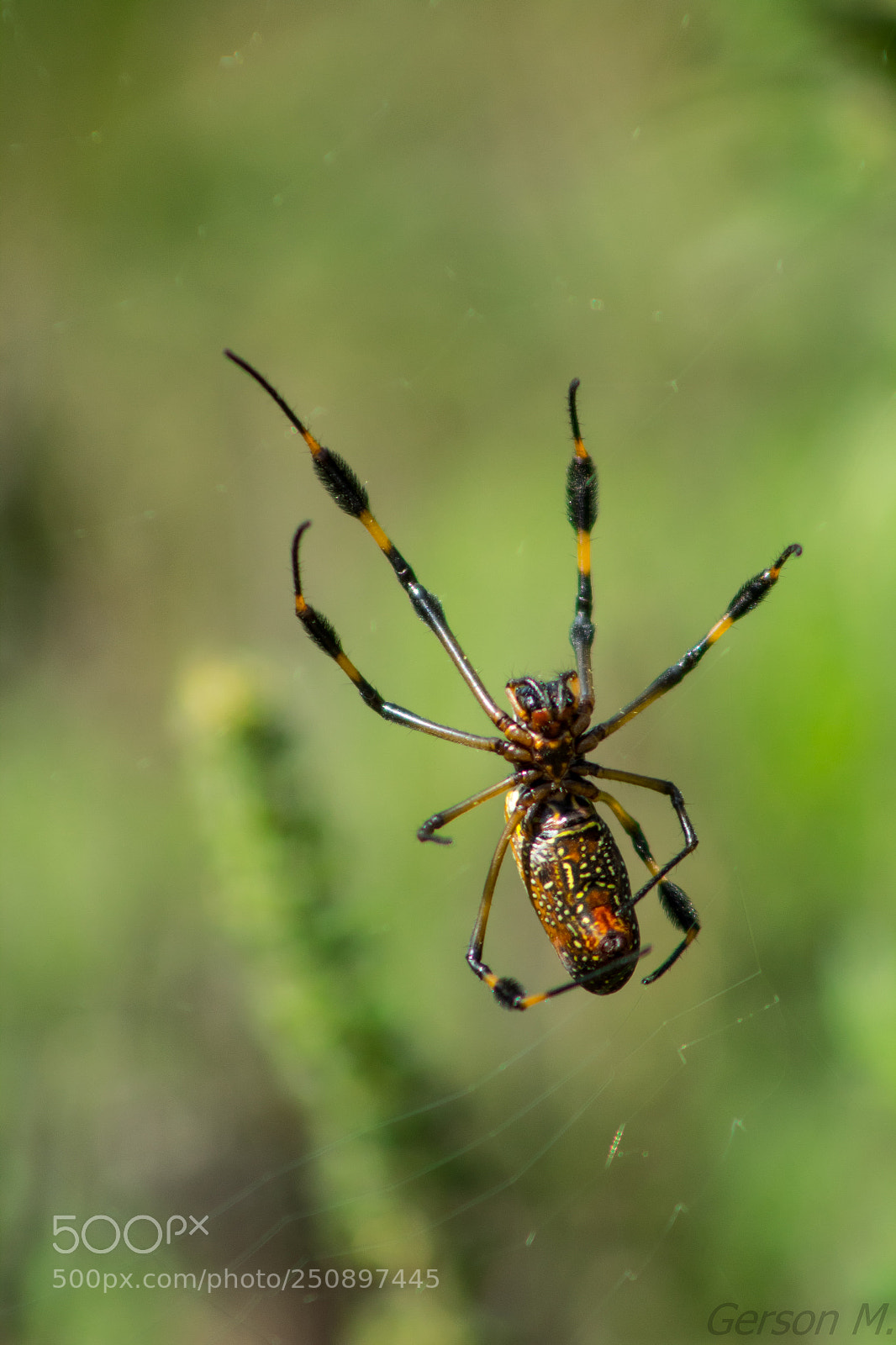 Canon EOS 1300D (EOS Rebel T6 / EOS Kiss X80) sample photo. Araña photography