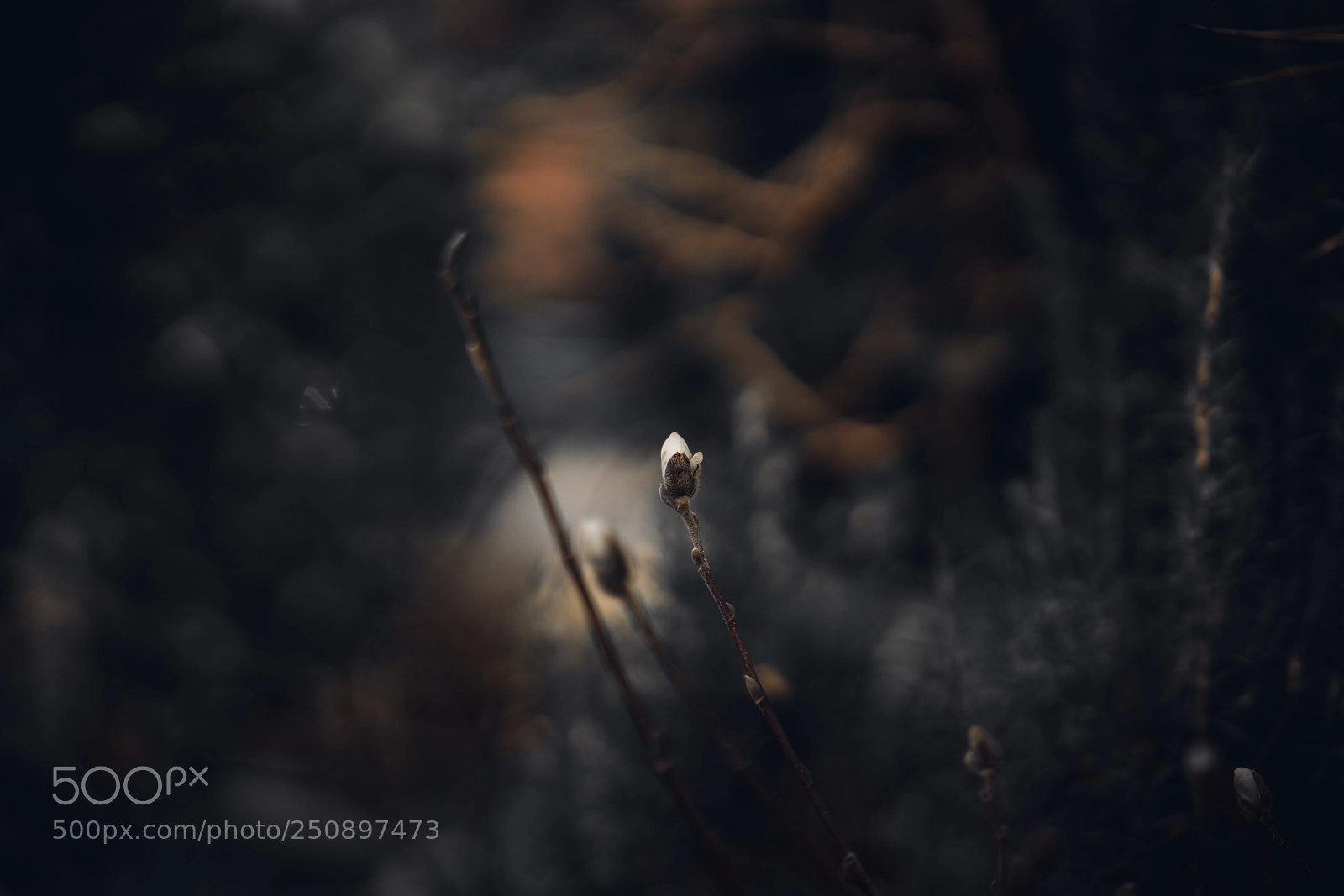 Sony a7R II sample photo. Magnolien photography