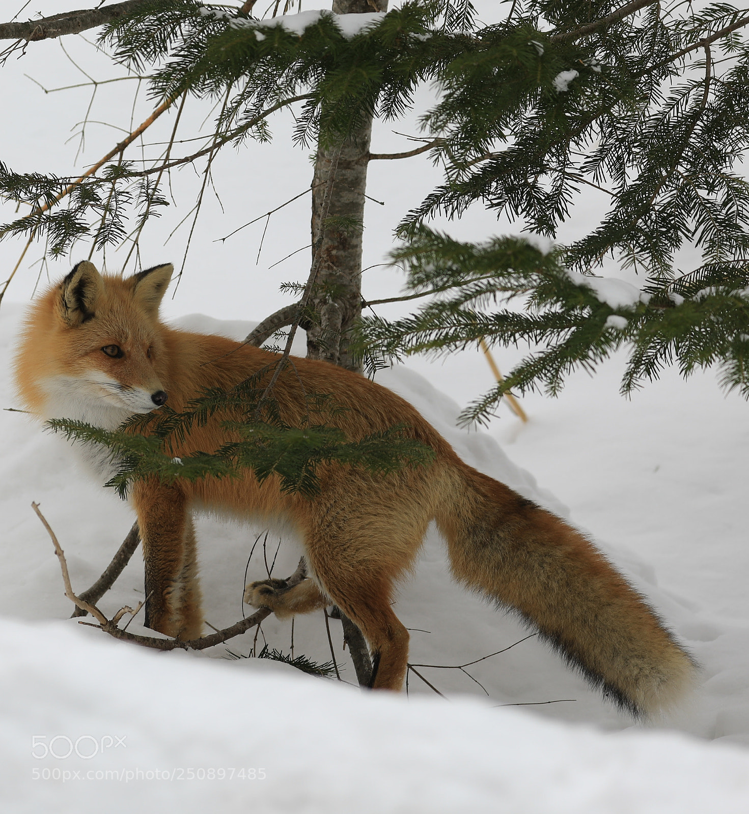 Canon EOS 5D Mark IV sample photo. Renard roux hokka do photography