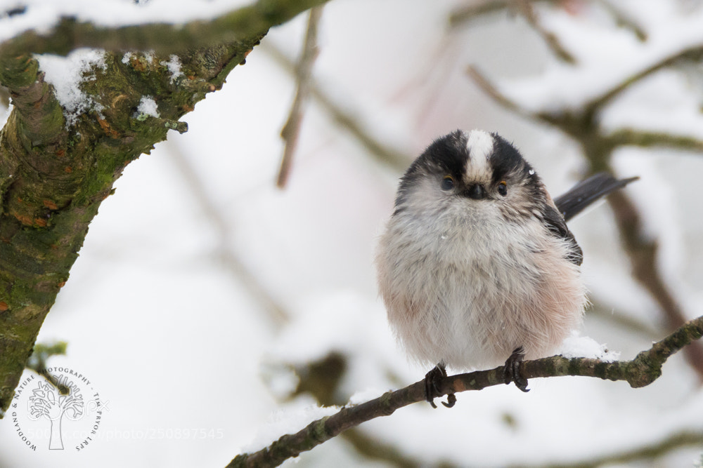 Nikon D7100 sample photo. Long tailed tit in photography
