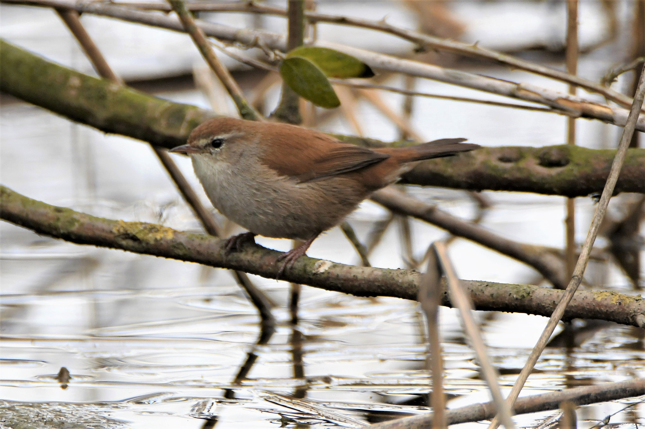 Nikon D7500 sample photo. Cetti's warbler photography