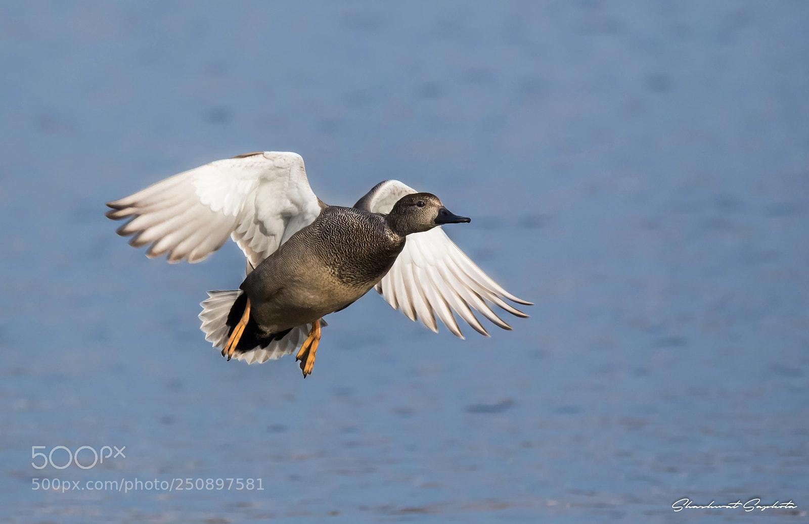 Canon EOS 7D Mark II sample photo. The flying duck photography