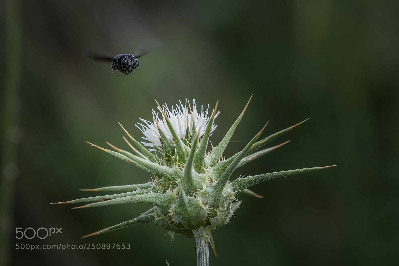 Nikon D500 sample photo. Black knight photography
