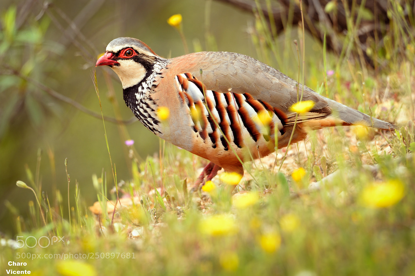 Nikon D610 sample photo. Wild red partridge photography