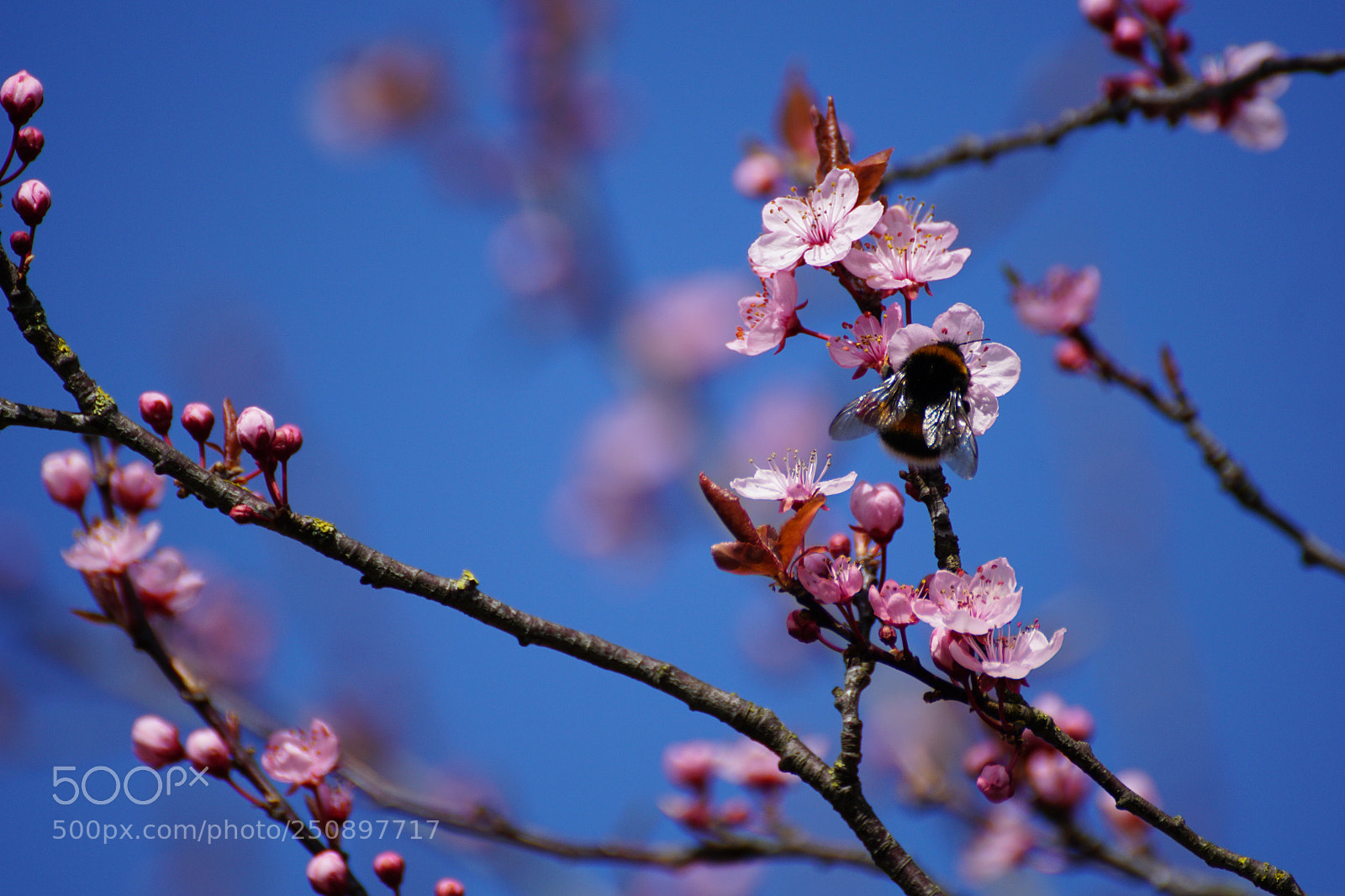 Sony a6000 sample photo. Springtime is started photography