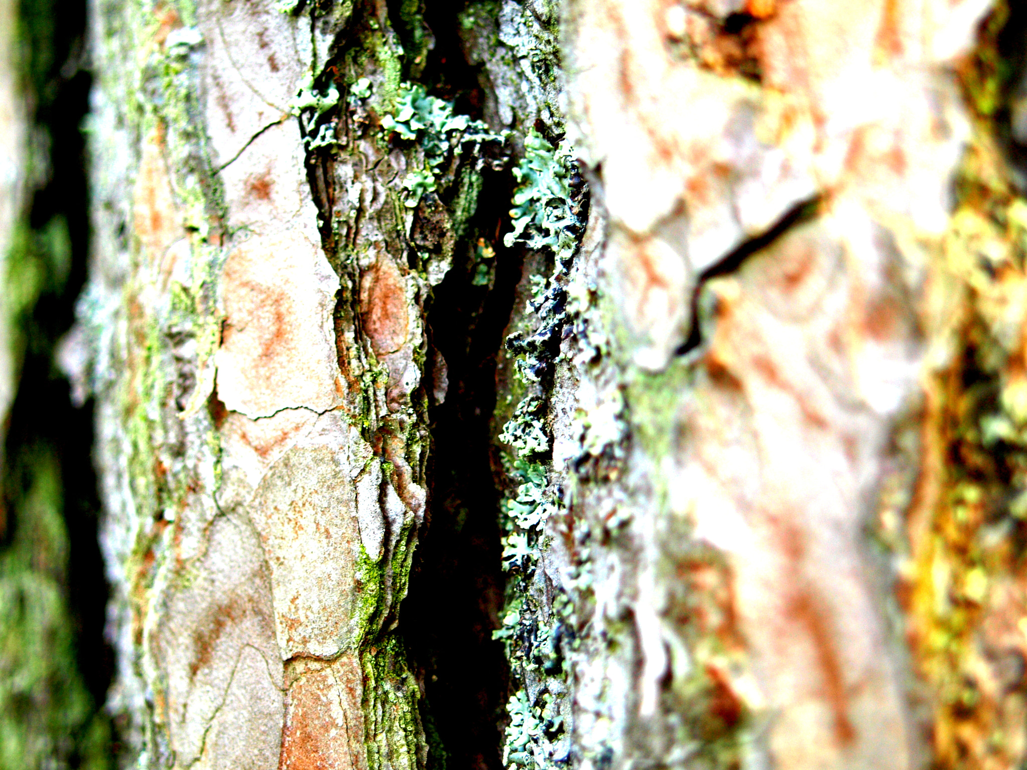 Olympus E-410 (EVOLT E-410) sample photo. Inside the tree photography