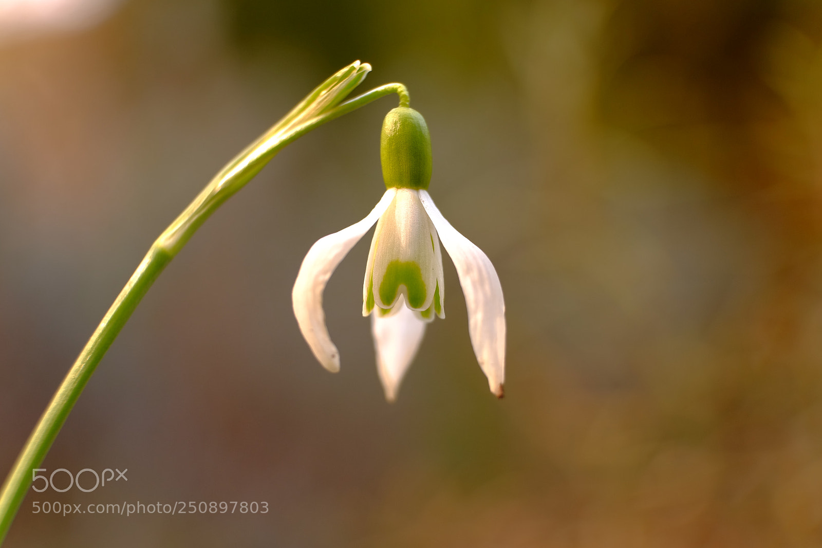 Fujifilm X-M1 sample photo. Schneeglöcken / snowdrop photography
