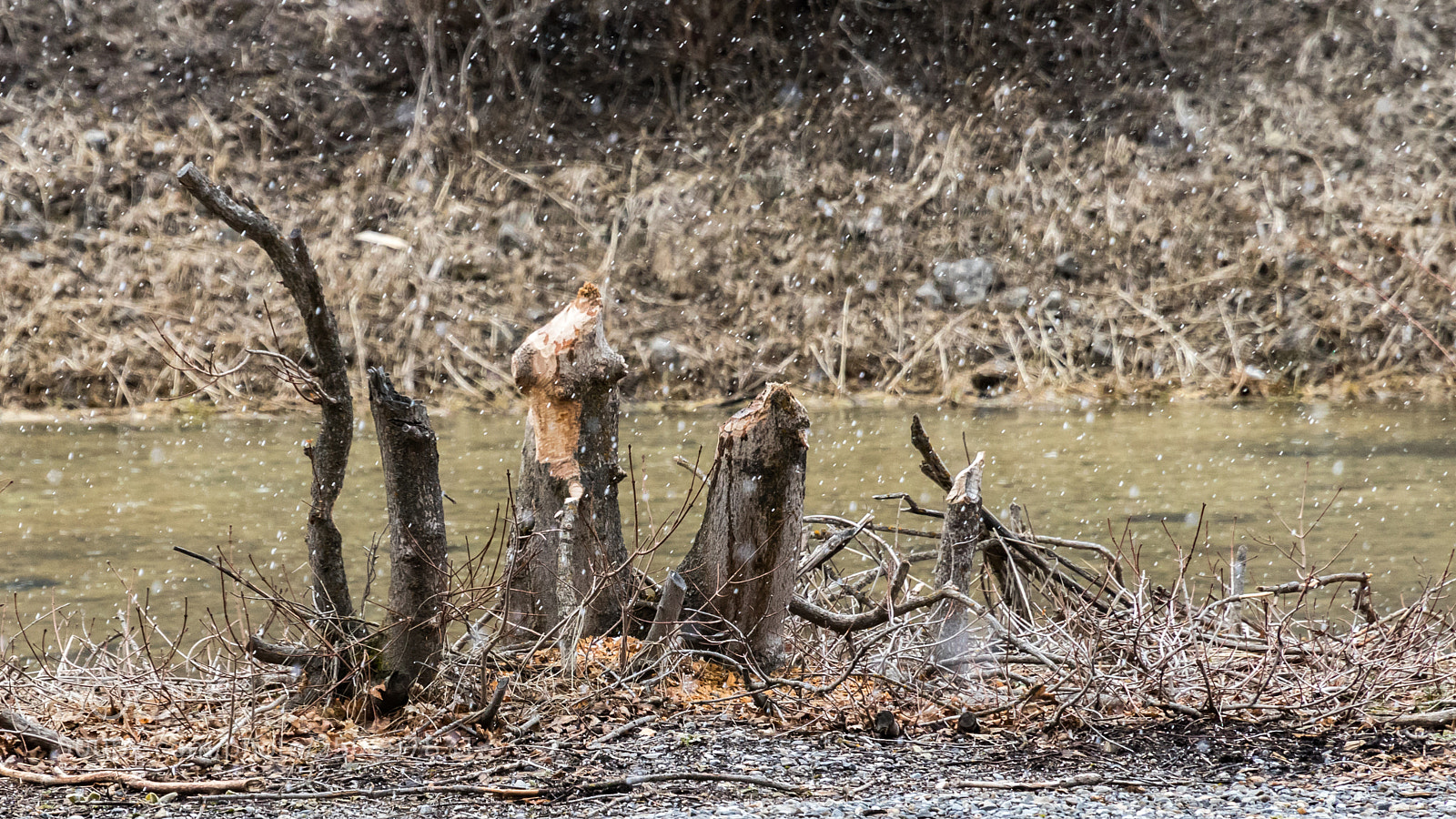 Canon EOS 80D sample photo. Beaver pond photography