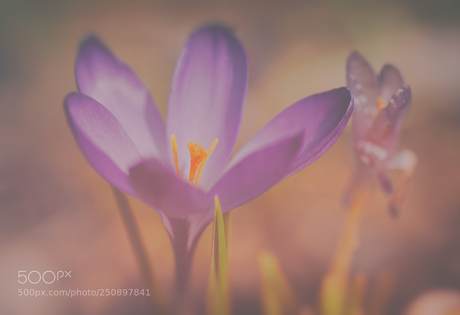 Canon EOS 70D sample photo. Krokus photography
