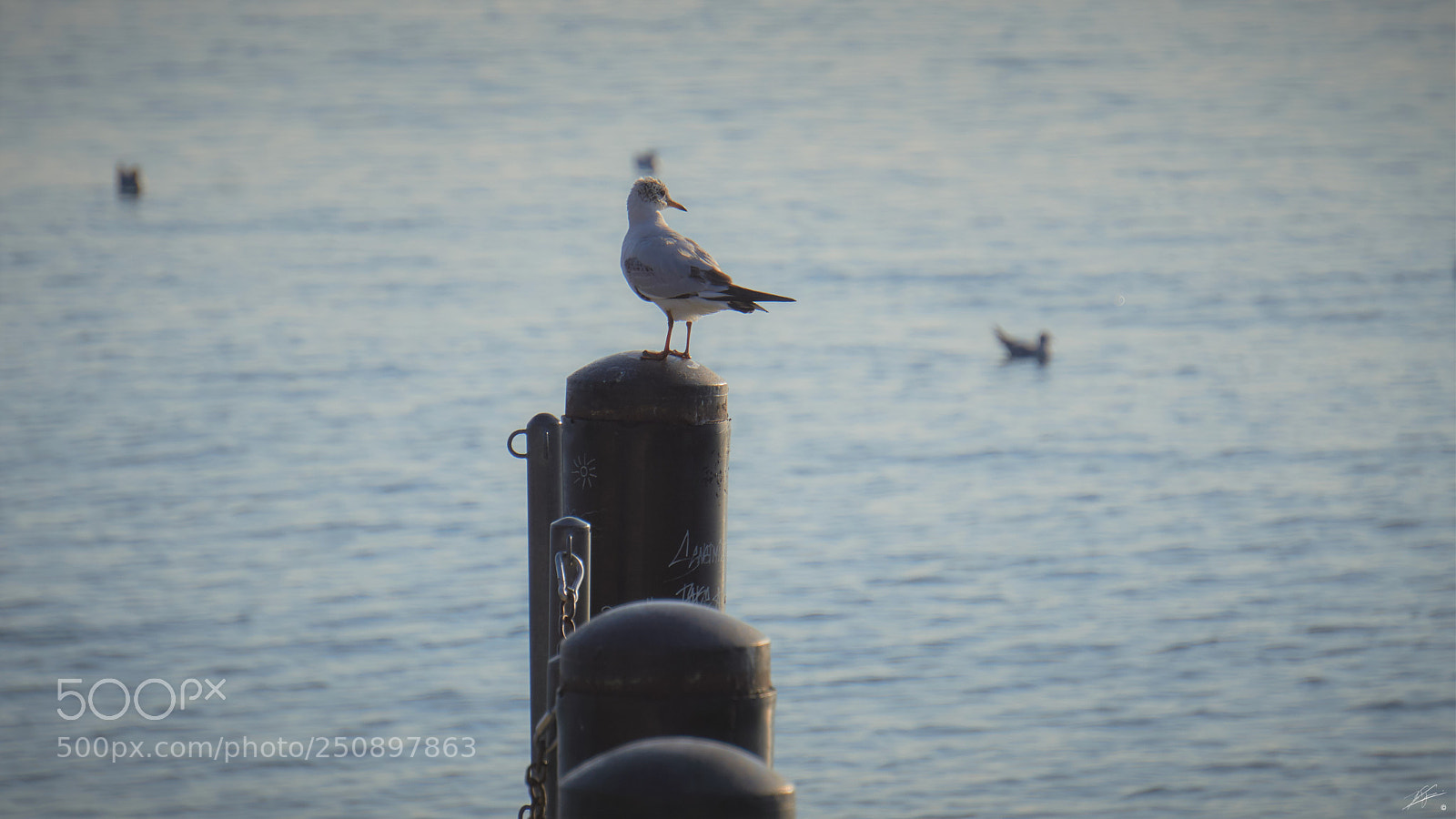 Sony a6000 sample photo. The seagull photography