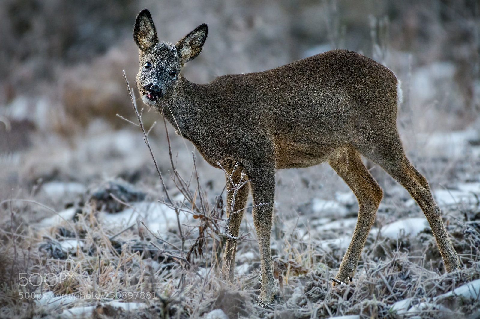 Nikon D7100 sample photo. Deer photography