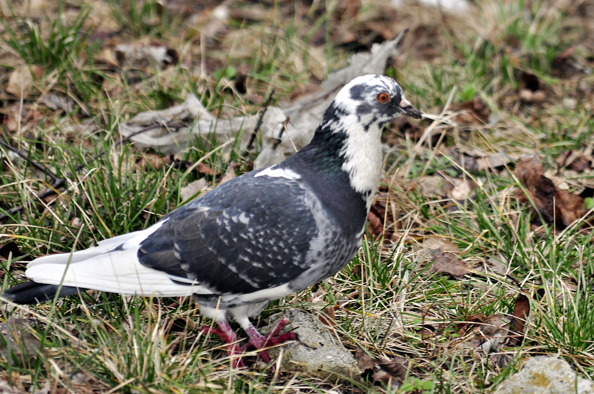 Nikon D5000 sample photo. Dove photography