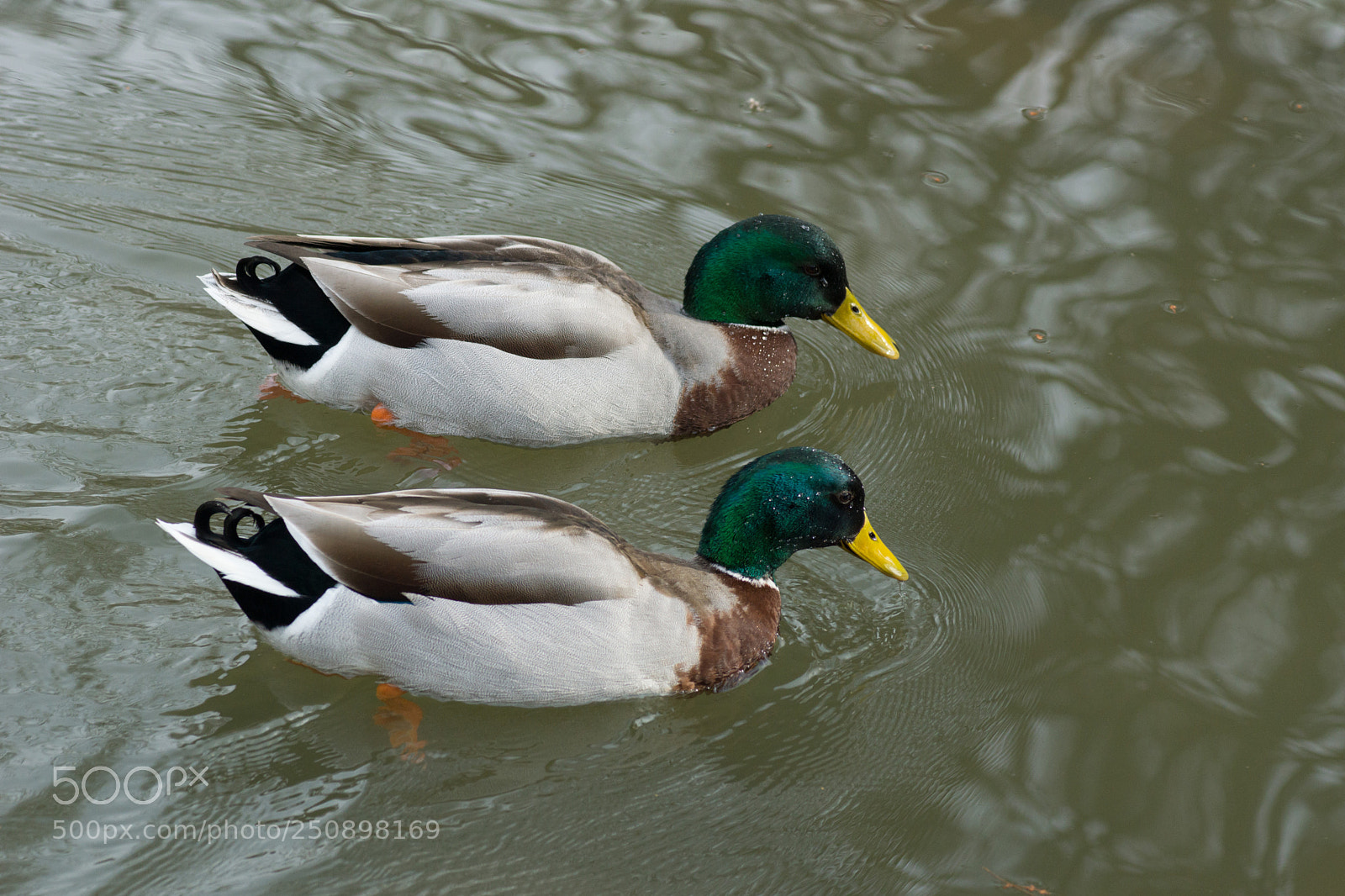 Sony SLT-A77 sample photo. Mallards photography