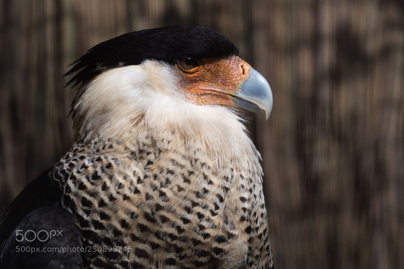 Nikon D7500 sample photo. Cape may county zoo photography