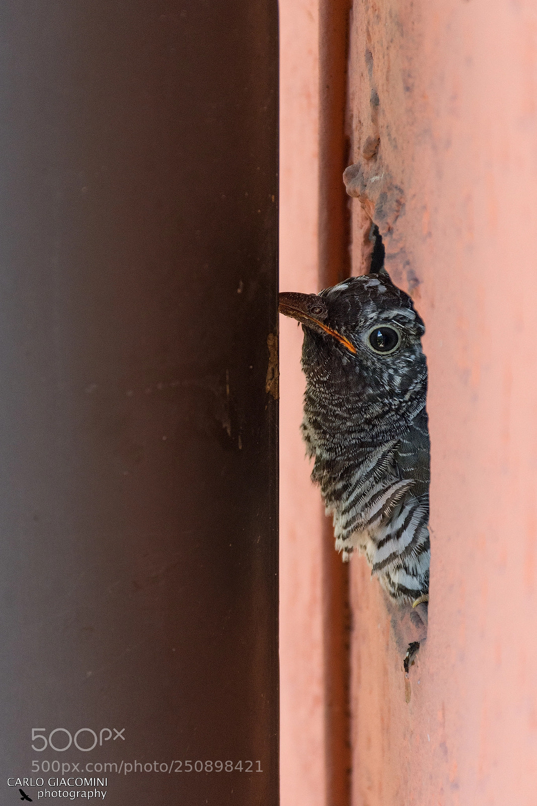 Nikon D7200 sample photo. Cuckoo photography