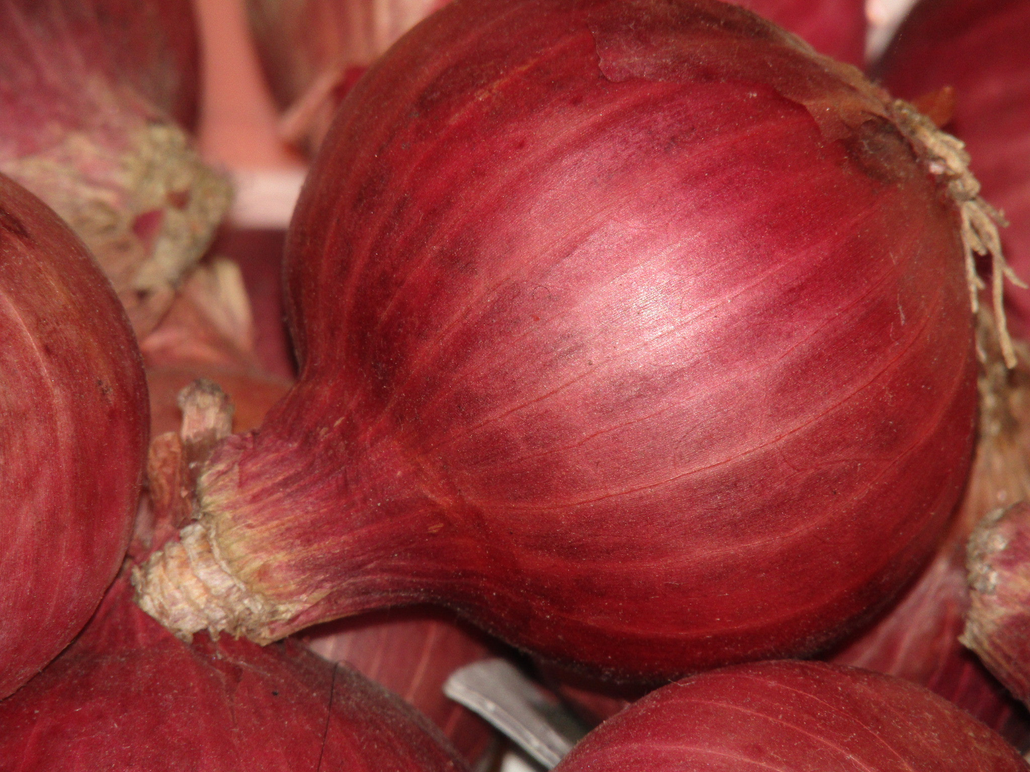 Canon POWERSHOT SX430 IS sample photo. Onion photography