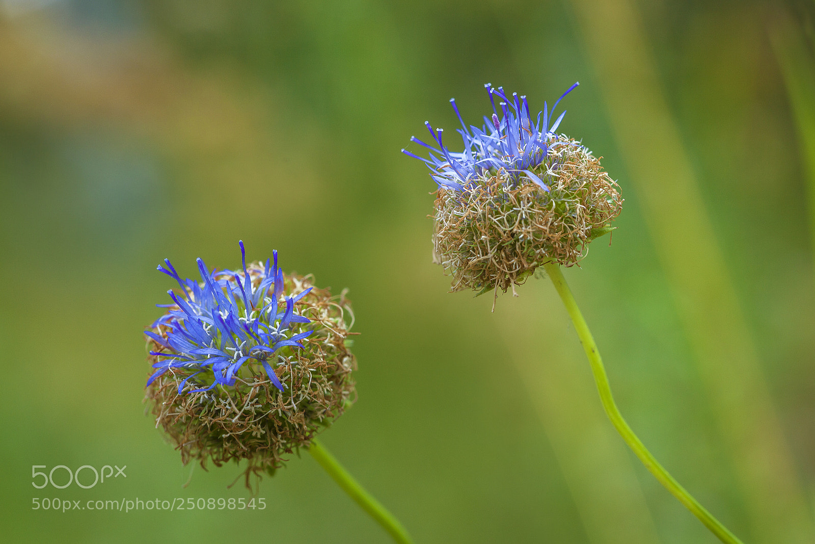 Canon EOS 5D Mark II sample photo. Love these flowers photography