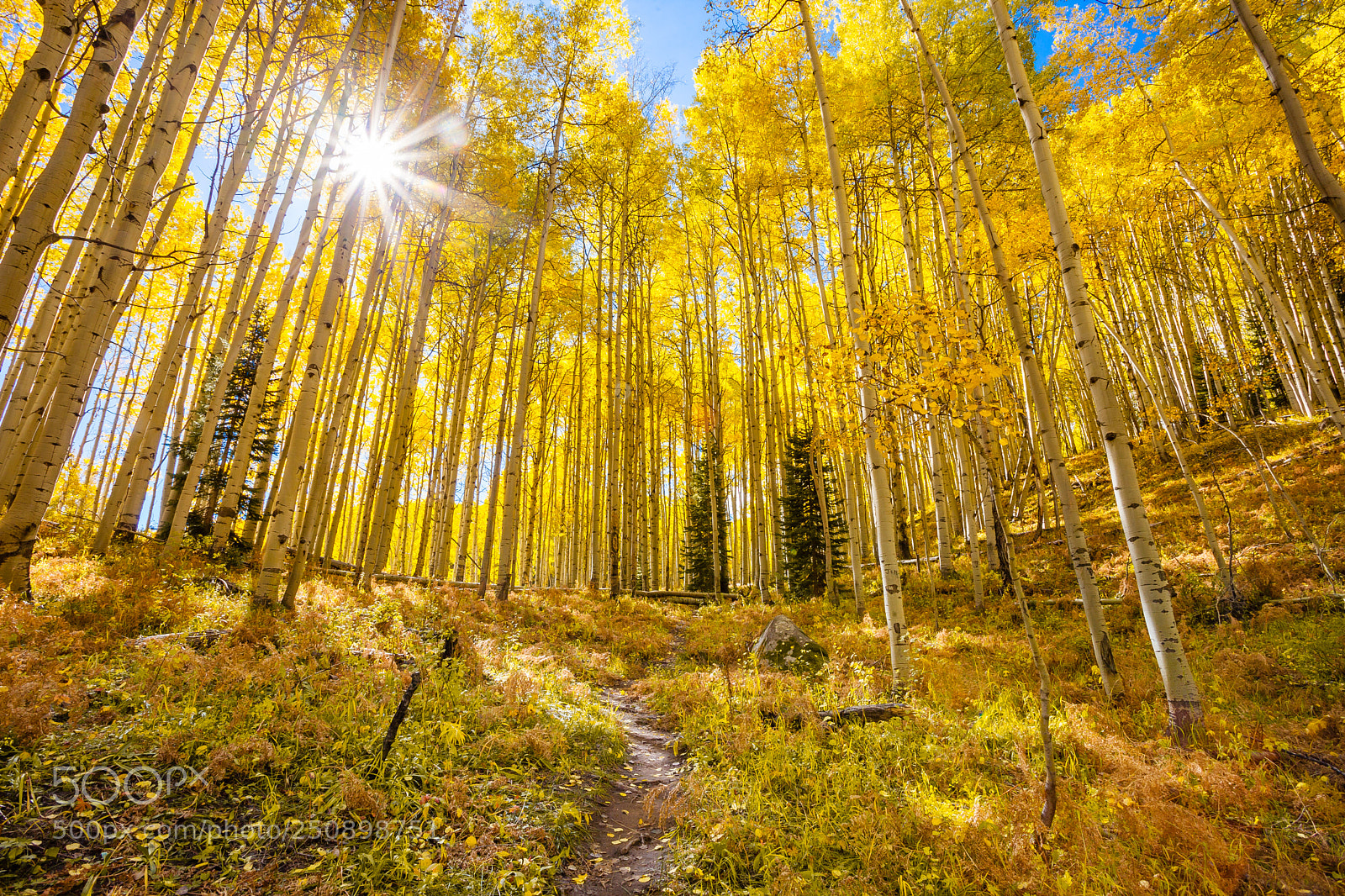Canon EOS 5D Mark II sample photo. Sunburst in autumn through photography