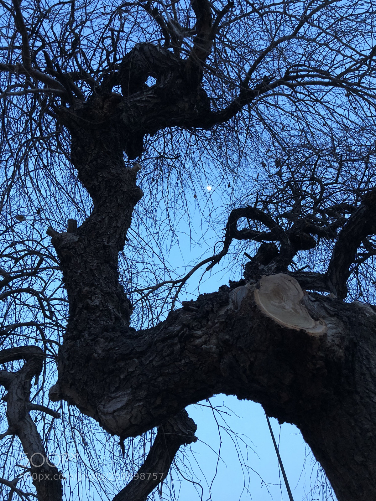 Apple iPhone X sample photo. Qiu long tree photography