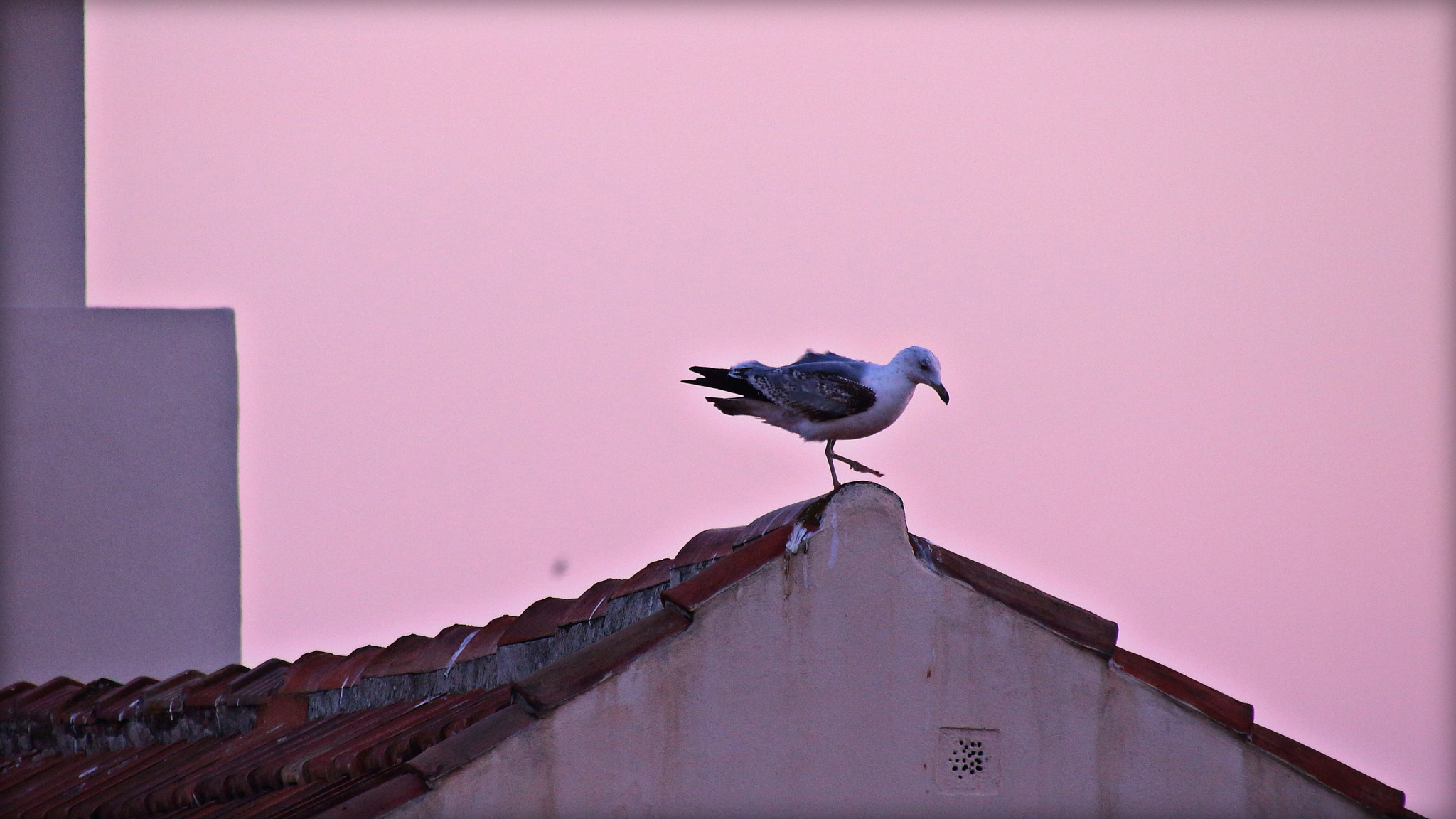 Sigma 18-250mm F3.5-6.3 DC OS HSM sample photo. A flock of seagulls photography