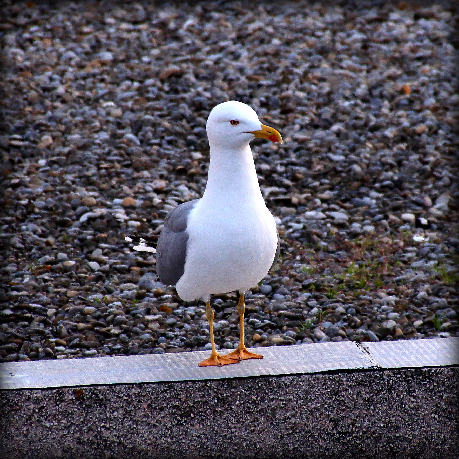 Sigma 18-250mm F3.5-6.3 DC OS HSM sample photo. A flock of seagulls photography