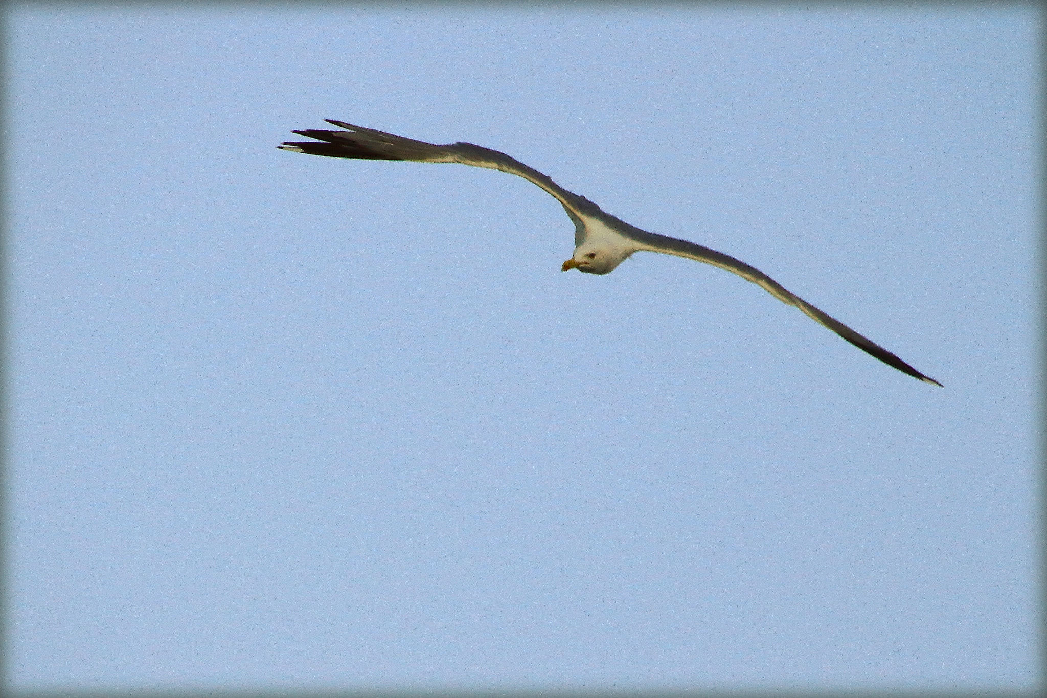 Canon EOS 1100D (EOS Rebel T3 / EOS Kiss X50) + Sigma 18-250mm F3.5-6.3 DC OS HSM sample photo. A flock of seagulls photography